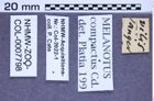 Etikette zu Melanotus compactus (NHMW-ZOO-COL-0007798)